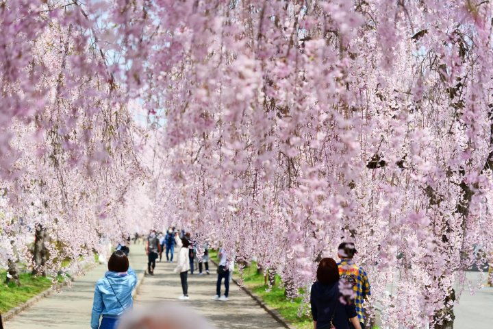 🌸 세라 고잔 후레아이 마을(세라코우잔후레아이노사토) 이미지 6
